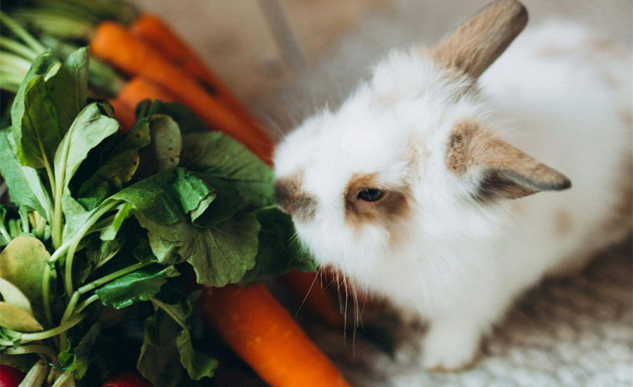 Do Rabbits Eat Meat? What Rabbit Owners Should Know About This Strange Behavior
