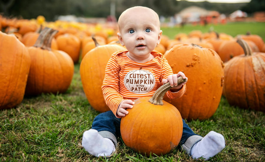 Best Pumpkin Patches and Apple Farms Near Chicago for a Fun Fall Day