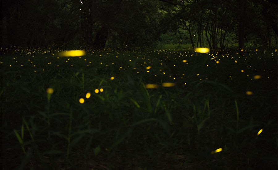 What Do Lightning Bugs Eat? A Simple Guide to Firefly Diets at Every Stage
